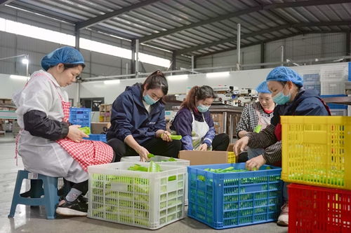 港北区 打造高品质宠物饲料 擦亮农业产业品牌